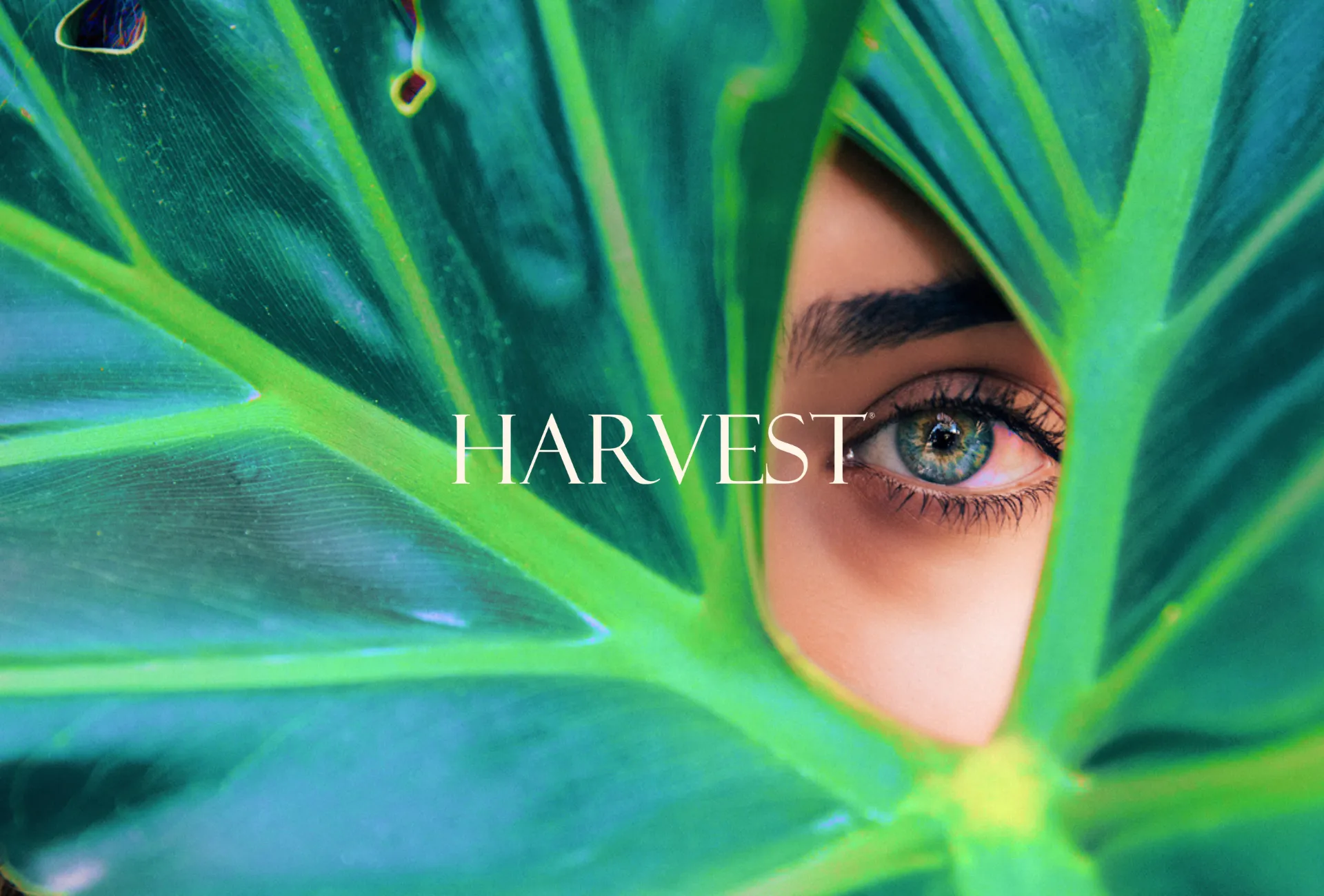 Harvest
