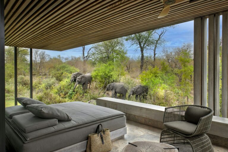 A Front-row Safari Experience