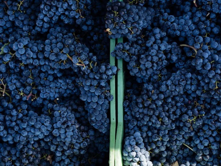 Tuscany's Most Distinctive Wine Estates